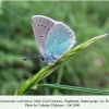 polyommatus coelestinus daghestan male 1